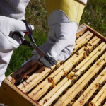 ApiLife Var Beekeeper Placing Strip in Hive