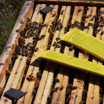 ApiLife Var Hive Application Top Bars