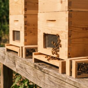 Commercial Apiary Setup with Multiple Modular Wooden Langstroth Hives