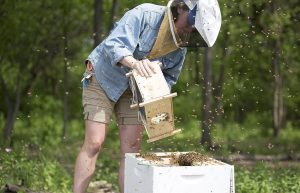 Dearth-Period Nutrition for Honeybee Colonies