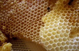 Harvesting Export-Grade Raw Honey in Nigeria