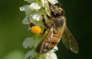 How to Launch a Profitable Beekeeping Business in Nigeria